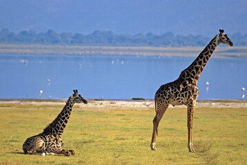 Girafe masai, Giraffa camelopardalis tippelskirchi , Parc national de Manyara , Tanzanie
