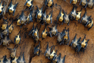 roussette de Madagascar, chauve sourie, Pteropus rufus, Madagascar