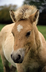 Fototapeta premium Cheval, race Henson, Baie de Somme, 80, Somme, France