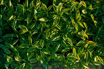Top view of plants that are in the greenhouse