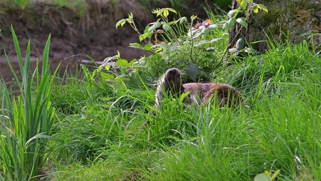 Two Eurasian otters / European river otter (Lutra lutra) scratching and grooming fur in meadow on river bank / riverbank