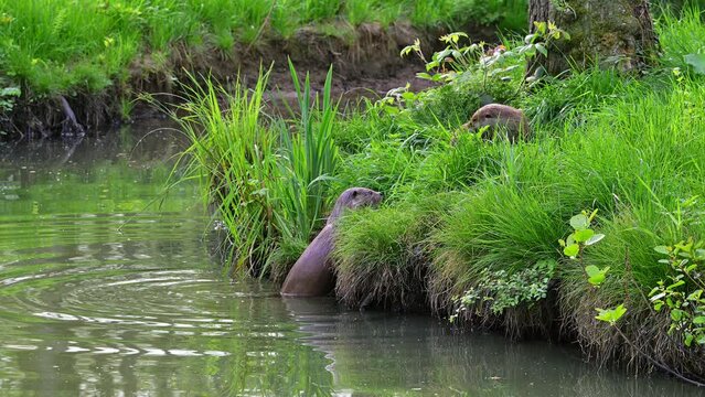 Male Eurasian otter / European river otter (Lutra lutra) joining female resting in meadow on river bank / riverbank and dives back into the stream