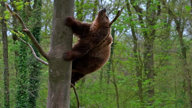European brown bear (Ursus arctos) climbing tree in broadleaved forest