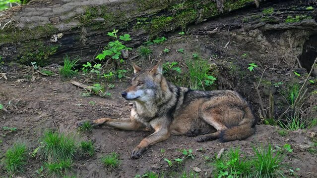 Eurasian wolf / grey wolf (Canis lupus lupus) resting and yawning at entrance of den in forest