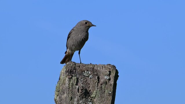 Black redstart (Phoenicurus ochruros gibraltariensis) female / first calendar year male singing and flying away from weathered wooden fence post in spring