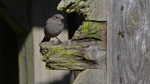 Singing black redstart (Phoenicurus ochruros gibraltariensis) female / first calendar year male perched on weathered wooden beam of barn and flying away in spring