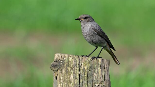 Black redstart (Phoenicurus ochruros gibraltariensis) female / first calendar year male singing and flying away from weathered wooden fence post in spring