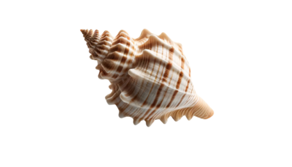 A seashell similar to the one provided, placed on a transparent background