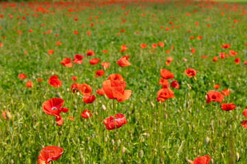 Wiese mit Mohnblumen