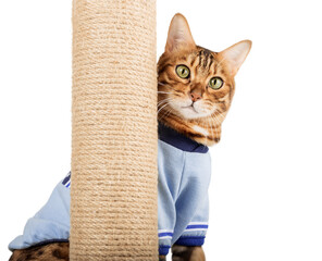 A Bengal cat peeks out from behind a cat scratcher.