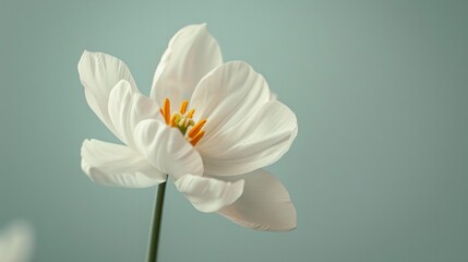 Fototapeta premium A minimalist photo of a single flower in full bloom, highlighting its delicate beauty and simplicity.