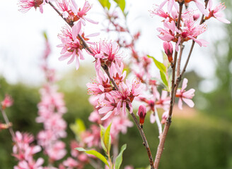 Almond tree pink flowers. High quality photo