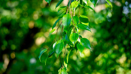 Ficus benjamina (weeping fig, benjamin fig, ficus tree) leaves with a natural background....
