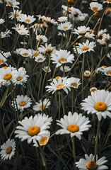 There are large patches of daisies blooming on the grass, with white petals and yellow stamens.