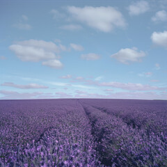 Lavender field
