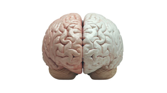 human brain left right Creative and Social and Business Section