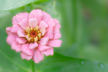 Masses of soft pink petals on a zinnia plant.