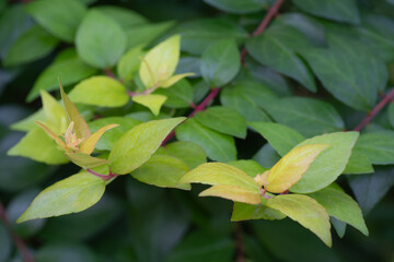 Chinese abelia is a beautiful ornamental shrub to grow in a garden.
