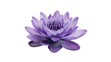 Isolated purple lotus flower