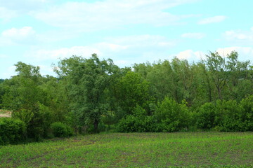 A group of trees in a field
