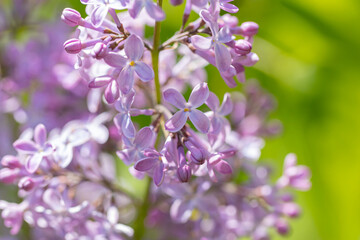 Beautiful lilac flowers ,Purple lilac flowers on the bush, summertime background.