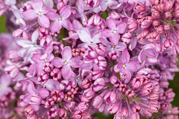 Beautiful lilac flowers ,Purple lilac flowers on the bush, summertime background.