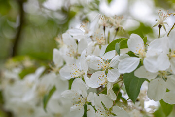A branch with white apple flowers. Beautiful spring Flora background