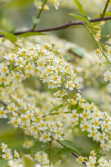 Obraz premium In spring, bird-cherry tree (Prunus padus) grows and blooms in nature