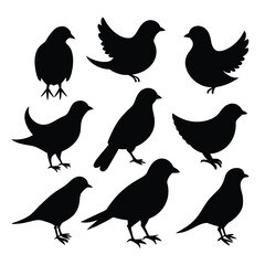 Set of rallidae birds animal Silhouette Vector on a white background