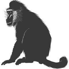 Silhouette Mandrill animal black color only