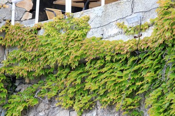 Walls and stones covered with wild grapes

