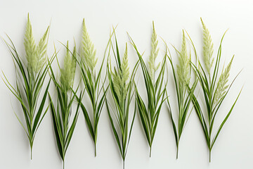 Green wheatgrass on white background
