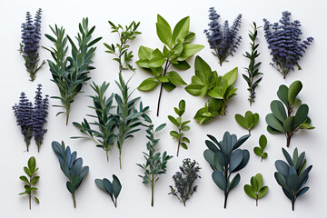 Variety of green and purple plants on a white background - Powered by Adobe