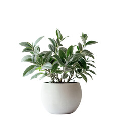 A potted plant with vibrant green leaves standing on a transparent background