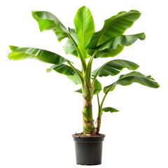 A healthy banana plant with vibrant green leaves grows in a black pot. Isolated on a transparent background