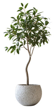 A healthy indoor olive tree sits in a minimalist concrete planter with a clean, transparent background, showcasing its vibrant green leaves