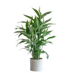 A green plant in a white pot stands on isolated transparency background