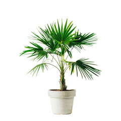 A lush green palm plant stands tall in a white pot, isolated on a transparent background