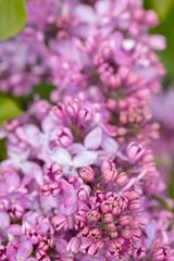 Beautiful lilac flowers ,Purple lilac flowers on the bush, summertime background.
