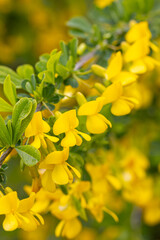 Fototapeta premium Caragana close-up. Steppe Acacia. Steppe shrub with yellow flowers. Lush flowering of caragana.