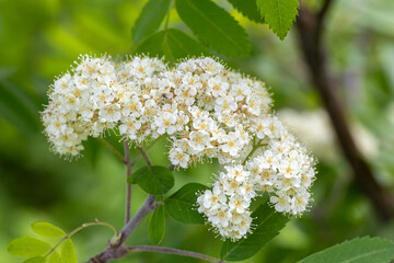 Flowers of common mountain ash. Numerous white Rowan flowers are collected in dense corymbose inflorescences that appear at the ends of branches.