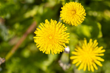 Close up of blooming yellow dandelion flowers Taraxacum officinale in garden on spring time.