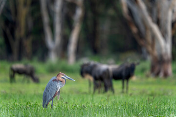Naivasha national park, goliath heron