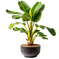 A healthy banana plant with lush green leaves in a black pot, displayed on a transparent background during daytime