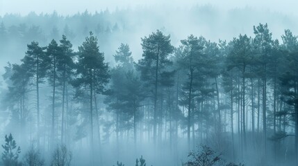 Mystical foggy forest with tall trees disappearing into the mist background