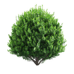 Fototapeta premium A small tree with vibrant green leaves is isolated on isolated transparent background