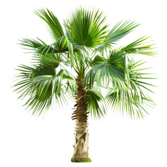 Fototapeta premium A palm tree with vibrant green leaves displayed on isolated transparent background and contrasted against the serene backdrop