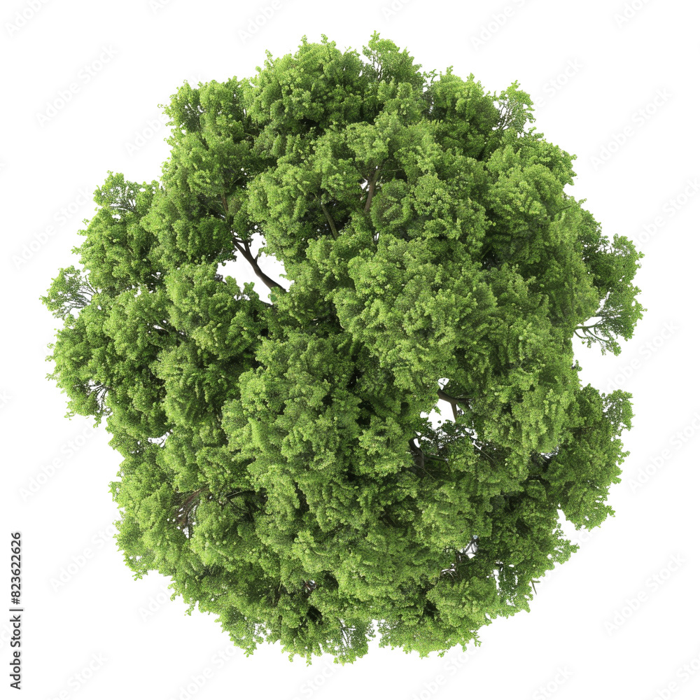 Poster a tree is shown from above on isolated transparent background, with branches and foliage visible