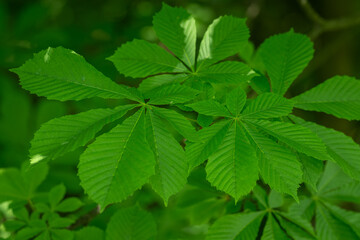Fresh green leaves of chestnut tree on a branch.