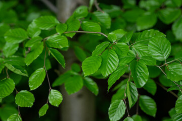 Fresh green beech leaves on a branch.